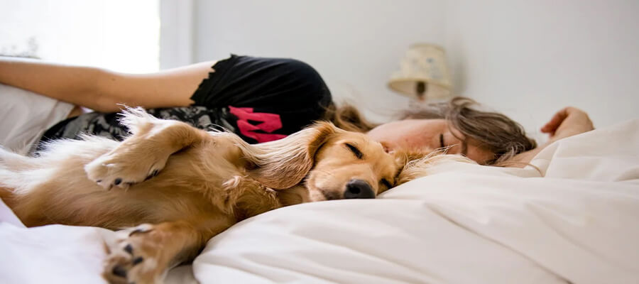 How to Understand Your Dog’s Sleeping Positions